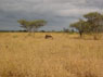 africa